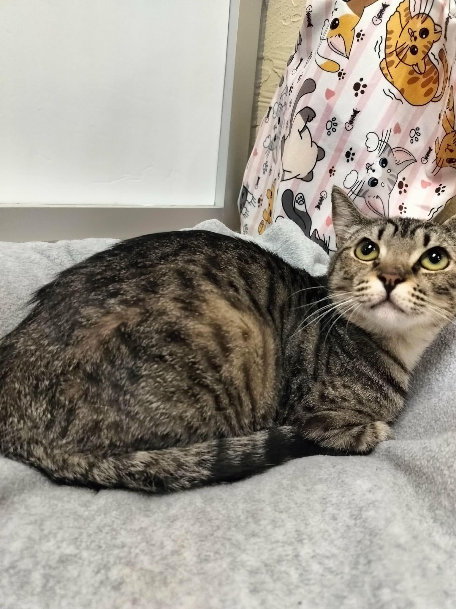 Celeste - Tabby