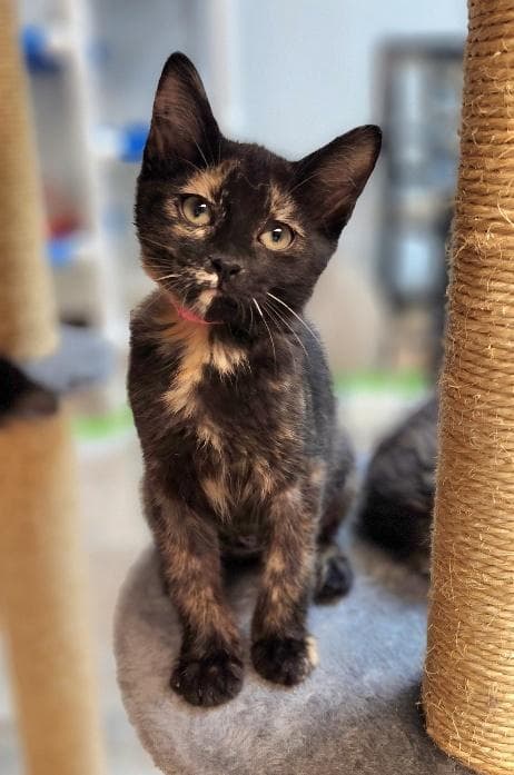 Kitten  Vally - Tortoiseshell