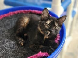 Kitten  Vally image 2