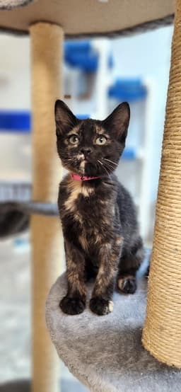 Kitten  Vally image 3