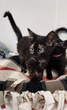 Kitten  Vally image 4