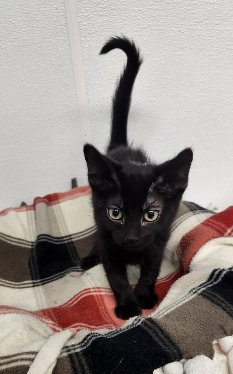 Kitten  Licorice - Domestic Medium Hair