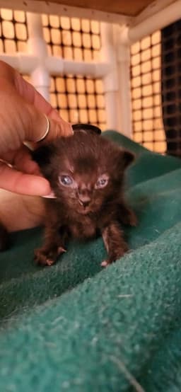 Kitten  Licorice image 3