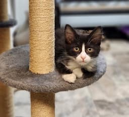 Kitten  Webster image 1