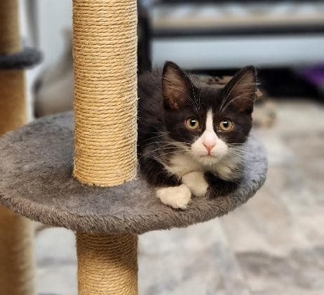 Kitten  Webster - Tuxedo