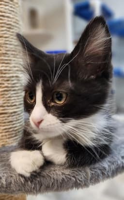 Kitten  Webster image 2