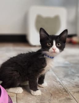 Kitten  Webster image 3