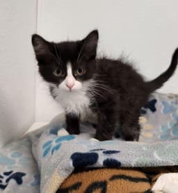 Kitten  Webster image 4