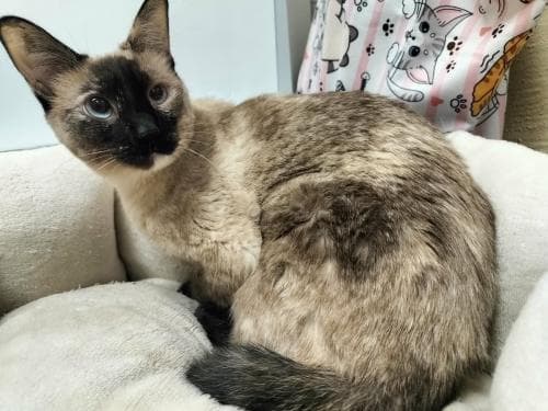 Daisy - Siamese