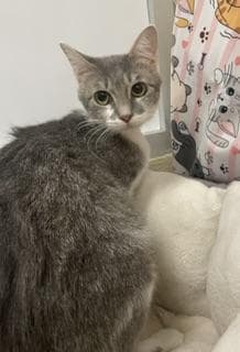 Genie - Tabby
