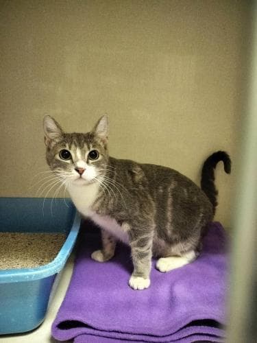 Edith - Tabby