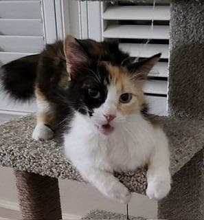 Curry - Calico