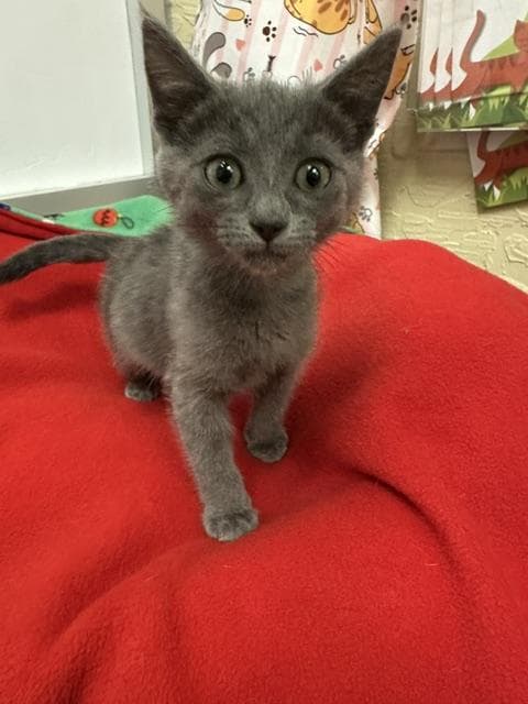 Copy - Russian Blue