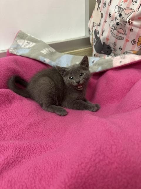 Gucci - Russian Blue
