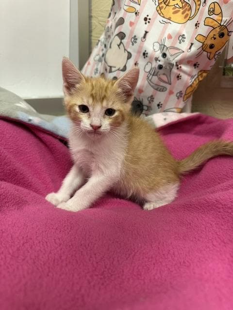 Louie - Domestic Short Hair