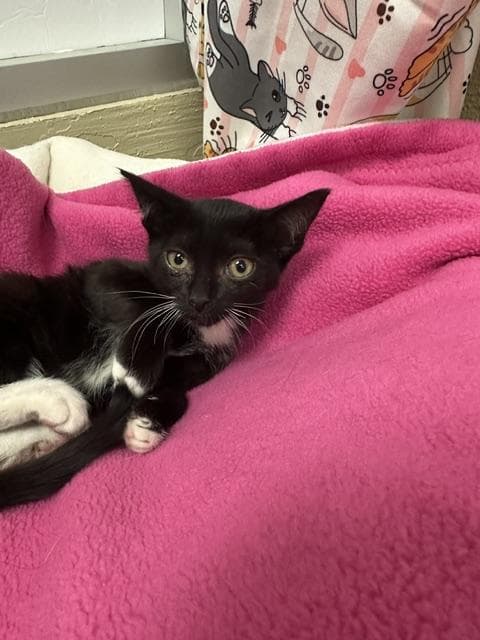 Lady M - Domestic Short Hair