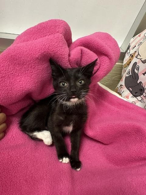 Romeo - Domestic Short Hair
