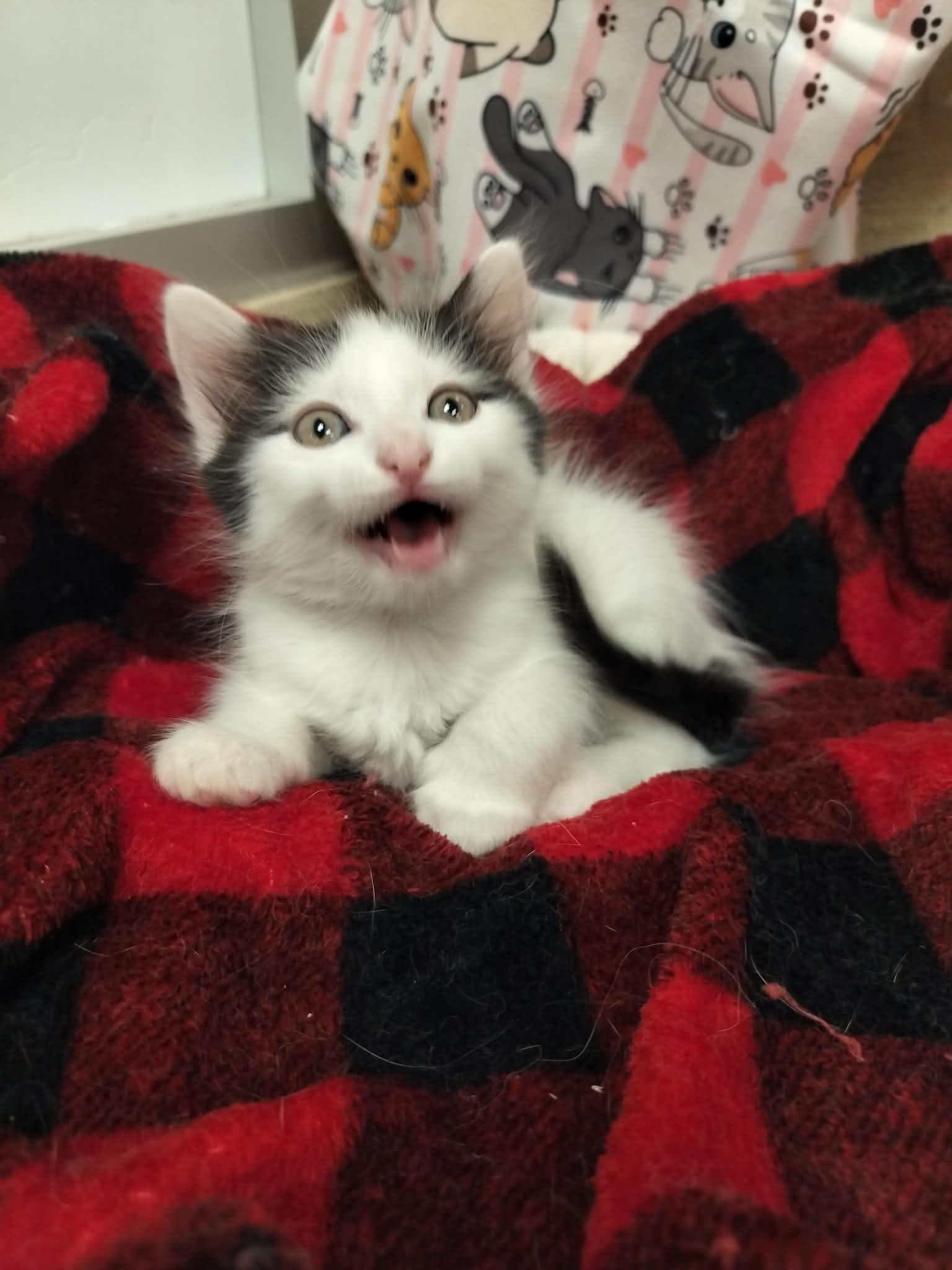 Cheryl - Domestic Short Hair