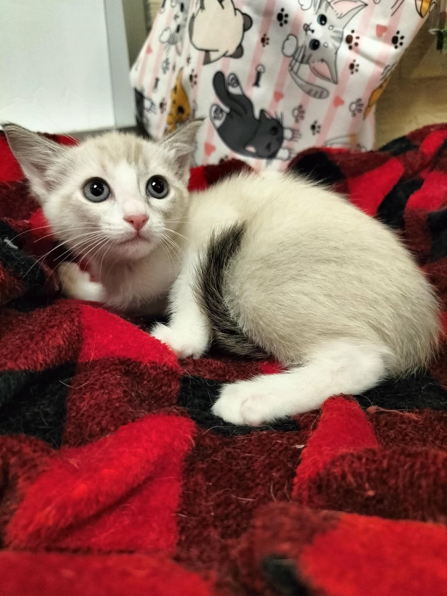 Lana - Siamese