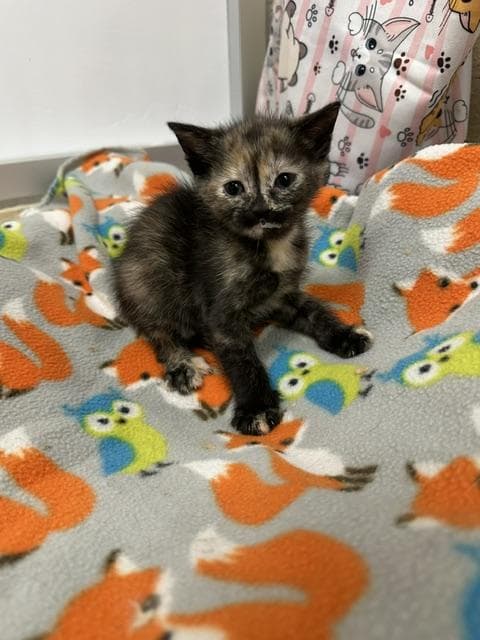 Mallory - Tortoiseshell