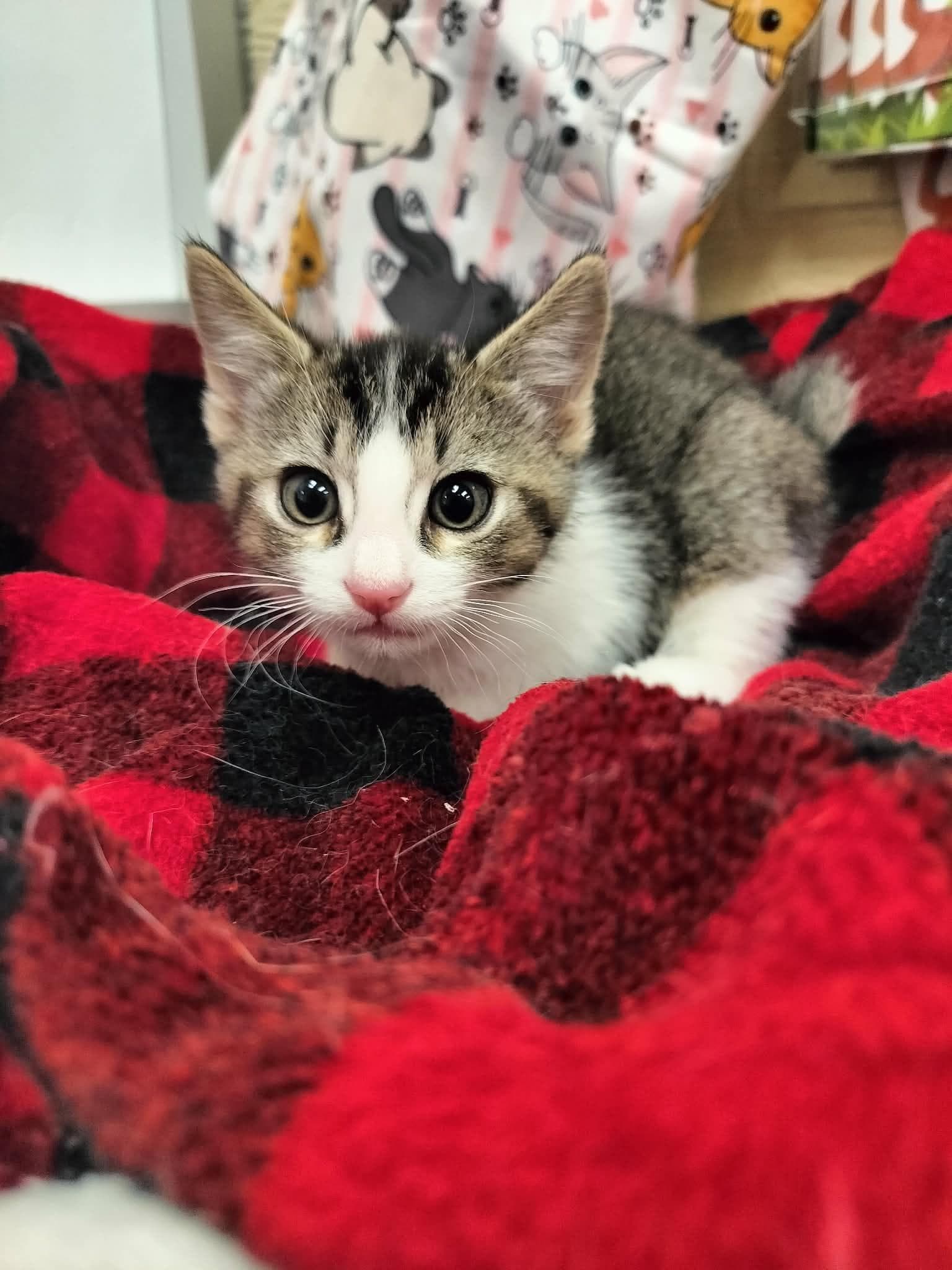 Sterling - Tabby