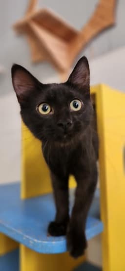 Kitten  Misty image 1