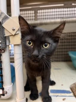 Kitten  Misty image 3