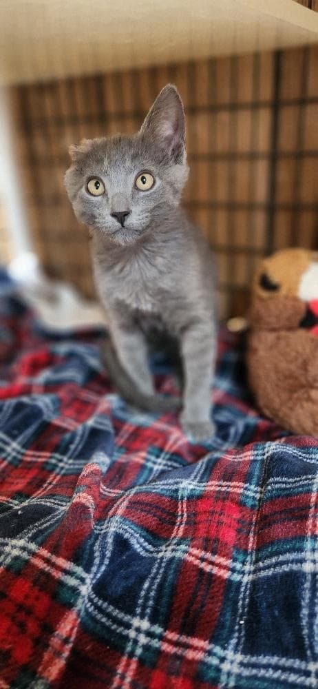 Kitten  Little Foot - Russian Blue