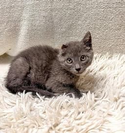 Kitten  Little Foot image 2