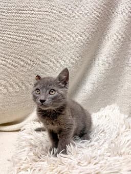 Kitten  Little Foot image 4