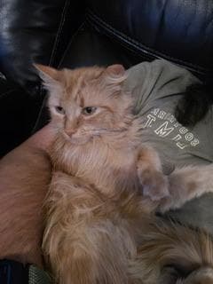 Spice - Maine Coon