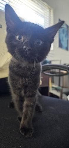 Calyx - Domestic Medium Hair