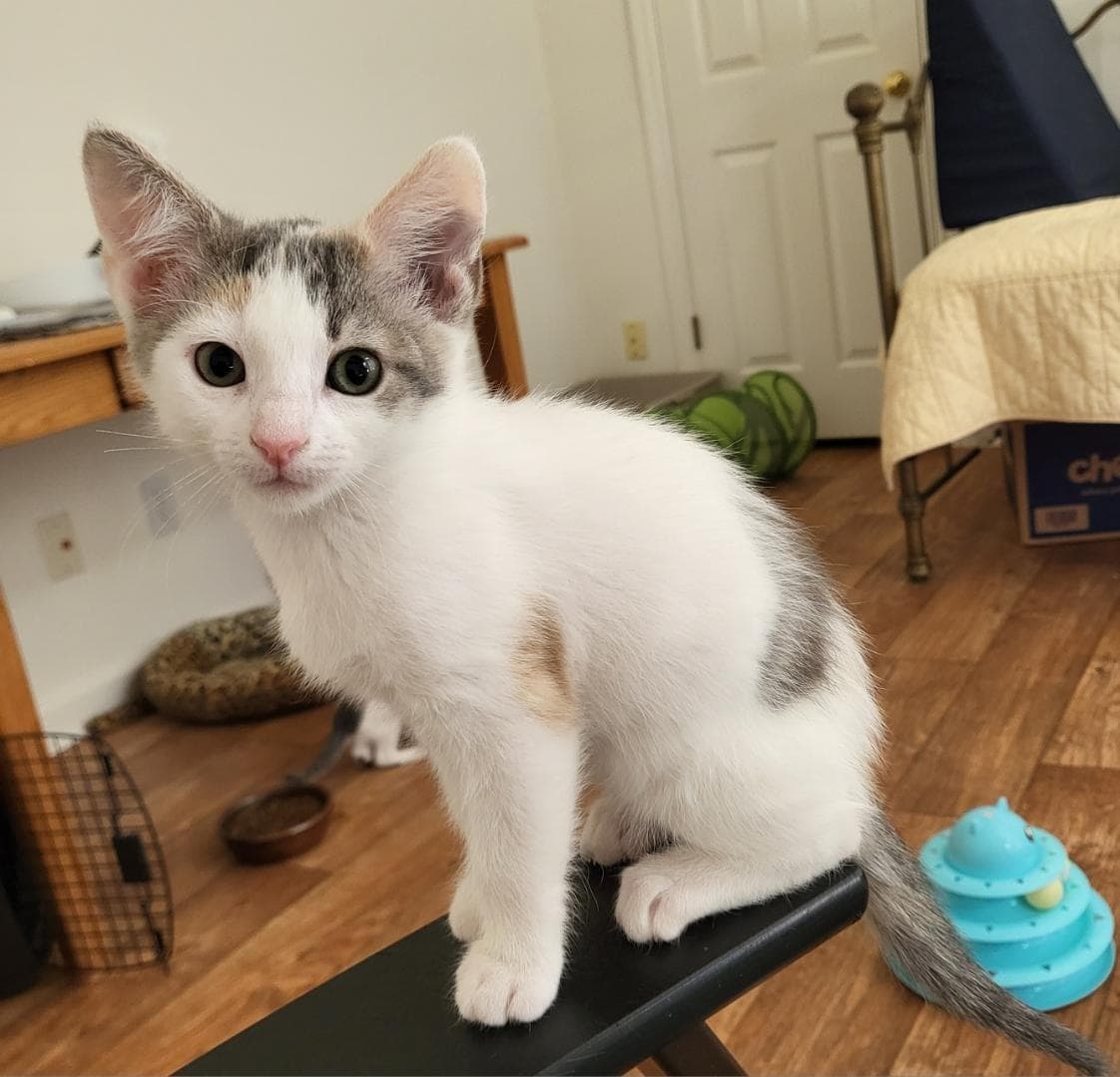 Parsley - Dilute Calico