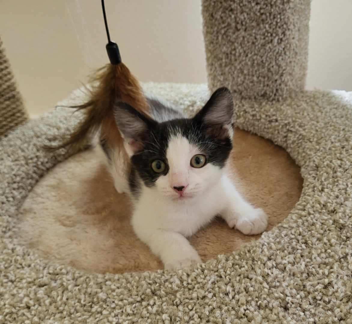 Pepper - Domestic Short Hair