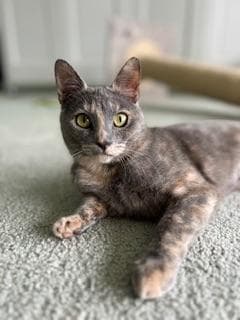 Galila - Dilute Tortoiseshell