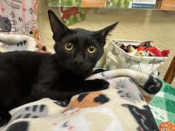 Gizmo image 1
