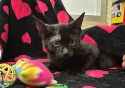 Gizmo image 2