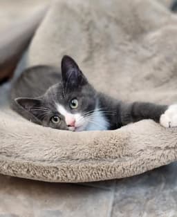 Kitten  Forest image 1