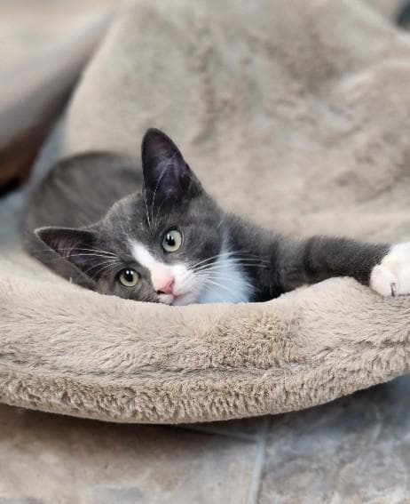 Kitten  Forest - Domestic Short Hair