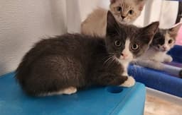 Kitten  Forest image 2