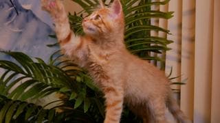 Pumpkin - Tabby
