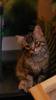 Oliver - Maine Coon