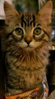 Oliver image 2
