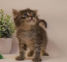 Oliver image 4