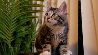 Stellar - Maine Coon