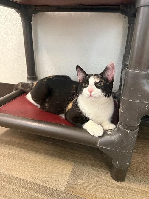 Cat  Slinky - Calico