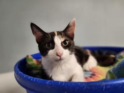 Cat  Slinky image 3