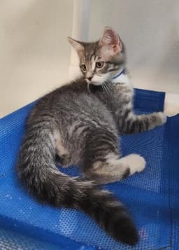 Kitten  Yosemite image 1