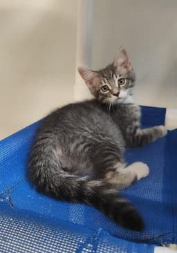 Kitten  Yosemite image 2
