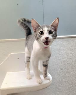 Kitten  Susie image 1